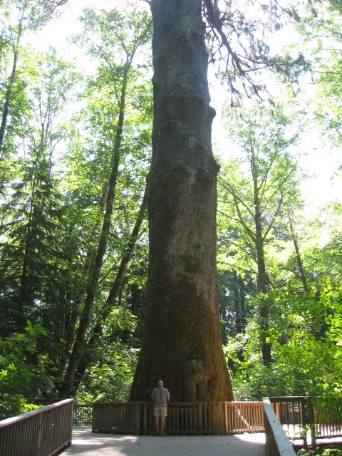 World's largest sitka spruce