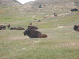 Bison, up close and in the wild!