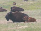 These were the 1st wild bison we have seen