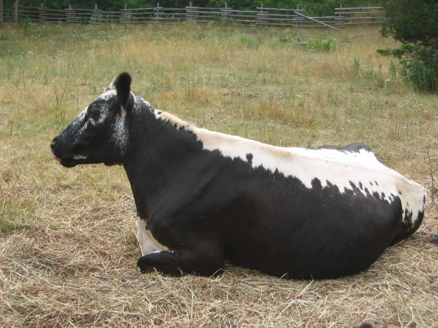 One of the best looking cows