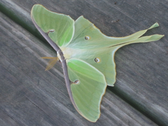 Luna moth on last wings