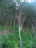 trees on bluffs