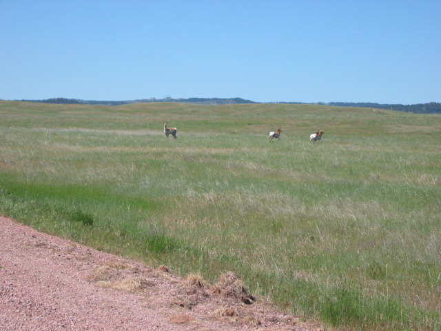Pronghorn, aka Antelope