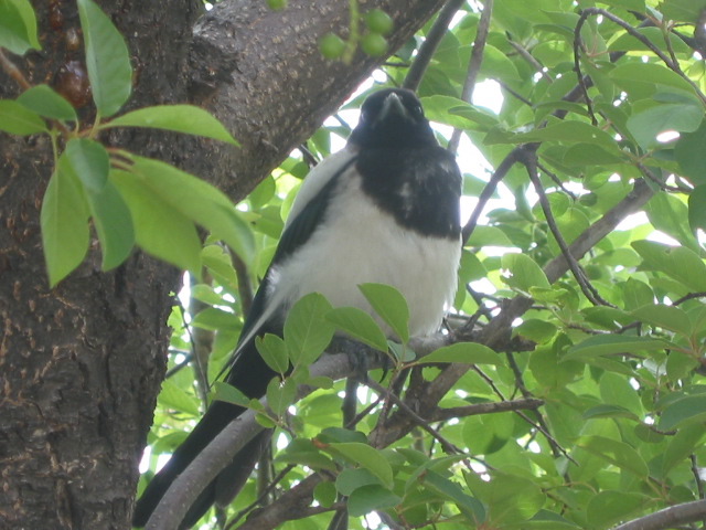 Black billed magpie