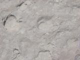 ancient rhino footprints