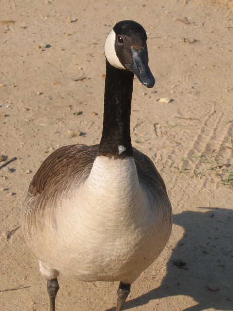 Friendly Goose
