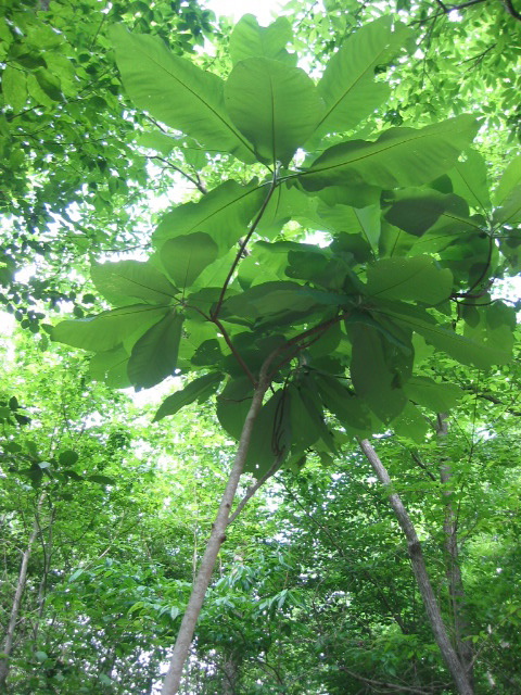 giant magnolia leaves