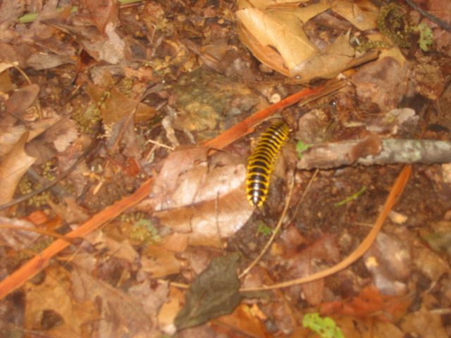 yellow worm-bug